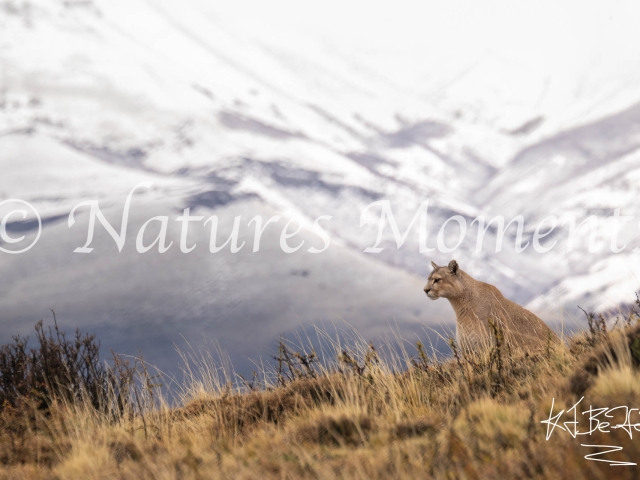 Puma Mountain Backdrop, Torres Del Paine