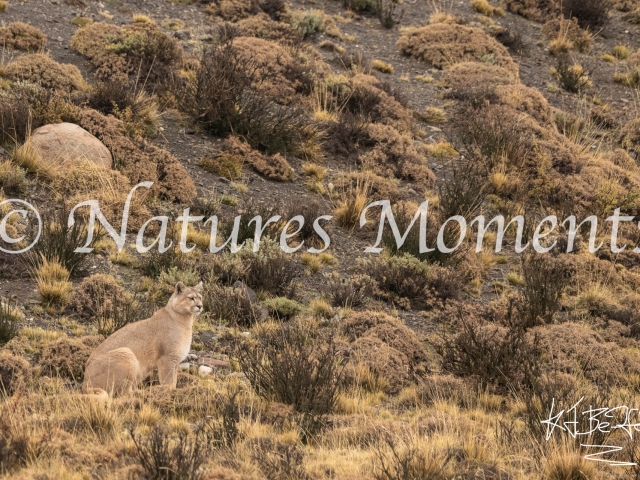 Puma Watching, Torres Del Paine