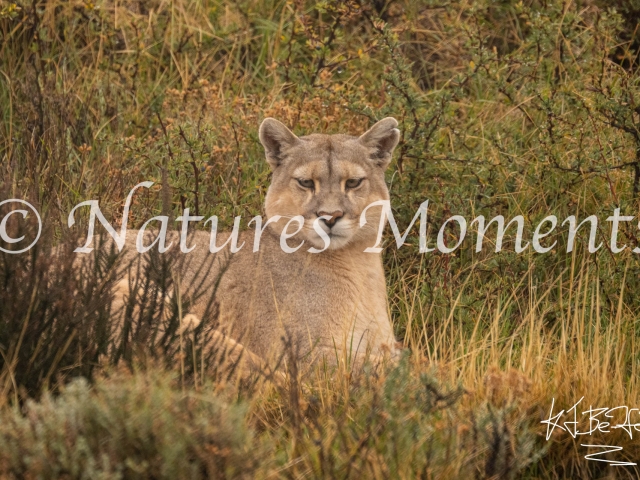 Puma Hiding in the Grass, Torres Del Paine