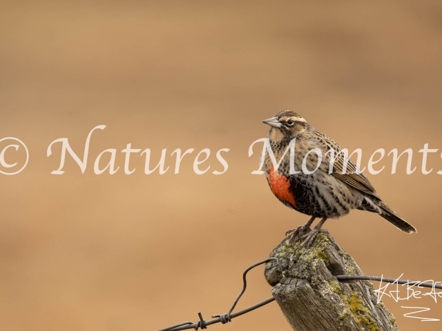 Long-tailed Meadowlark, Torres Del Paine