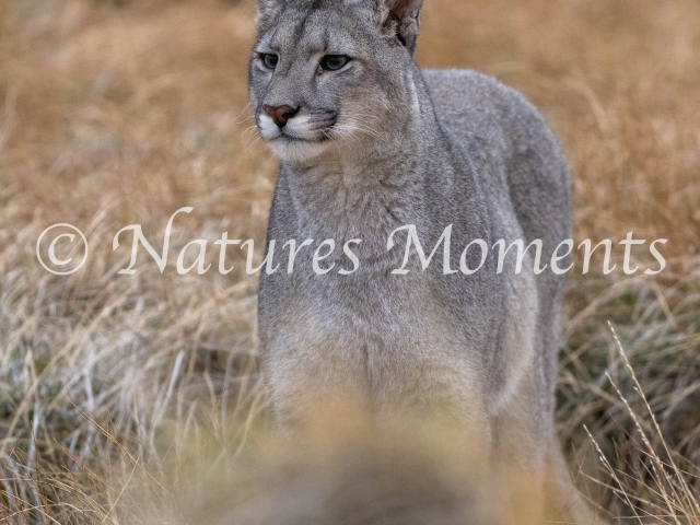 Puma Paying Attention, Torres Del Paine