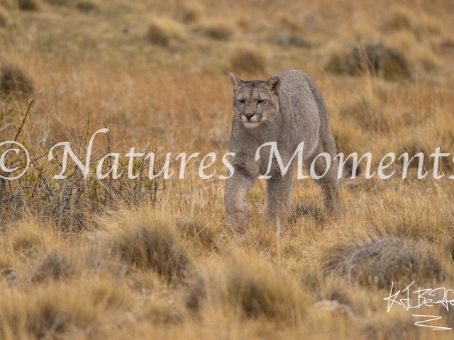 Puma in the Golden Grass, Torres Del Paine