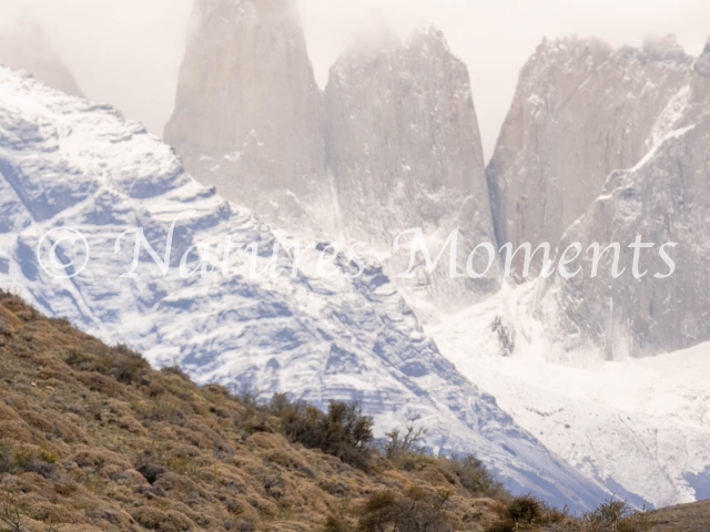 Snow Capped Mountain with Puma, Torres Del Paine