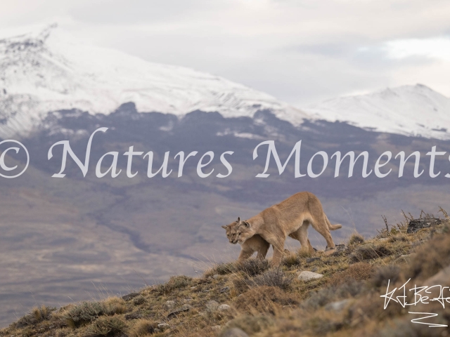 Puma Duo with Snowy Mountain, Torres Del Paine