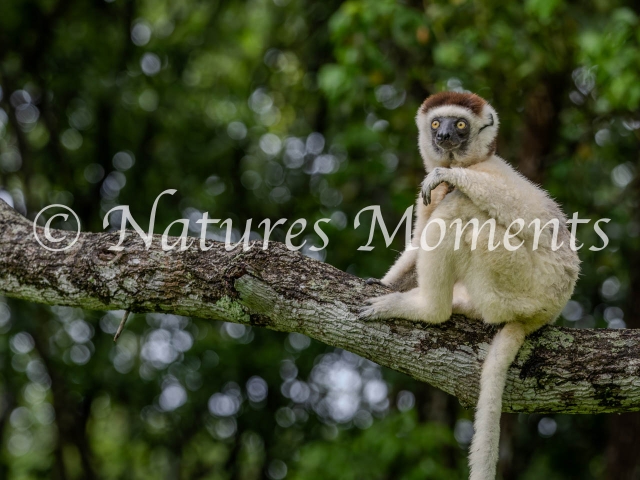 Verreaux's Sifaka Lemur - Resting
