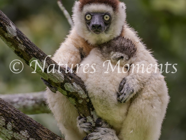 Verreaux's Sifaka Lemur - Sleeping Infant