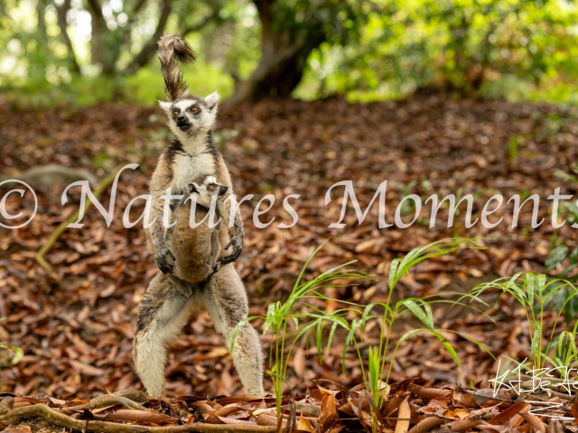 Ringtail Lemur, Reserve de Nahampoana,