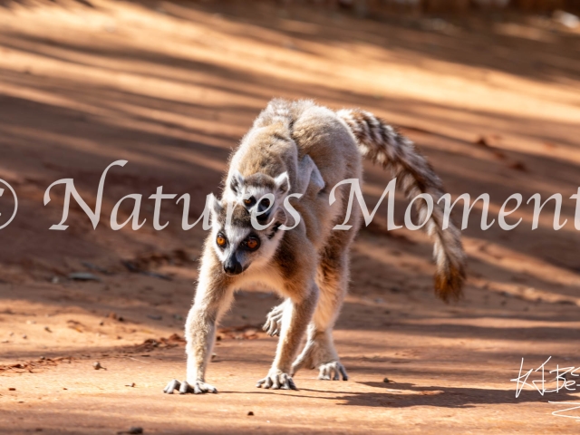 Verreaux's Sifaka Lemur - Mother and Infant