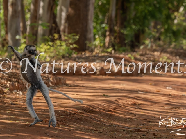 Verreaux's Sifaka Lemur - Coming Through