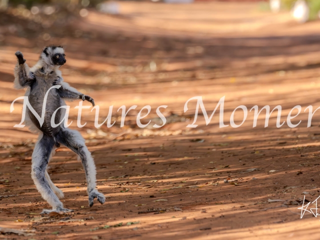 Verreaux's Sifaka Lemur - Waving to the Crowd