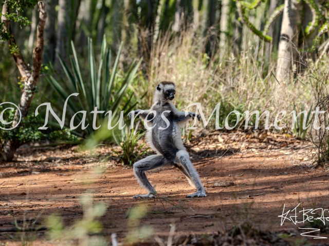 Verreaux's Sifaka Lemur - Quick Step