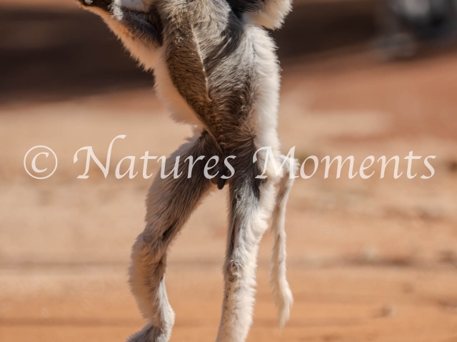 Verreaux's Sifaka Lemur - Hop Along