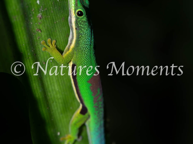 Blue-tailed Day Gecko