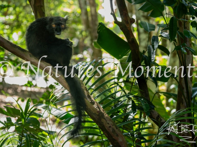 Black Lemur - Male