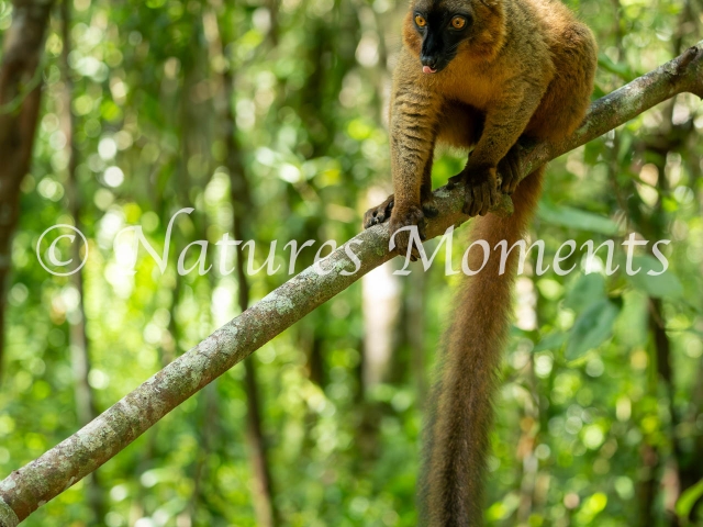 Crowned Lemur - Crossing the Branch