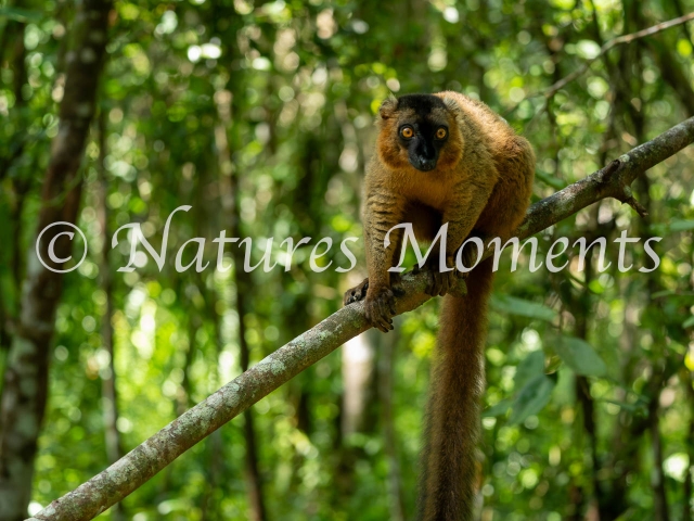 Crowned Lemur - Perched