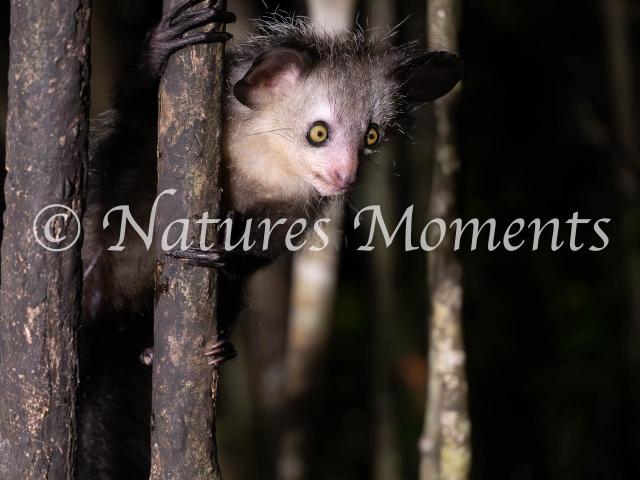 Aye Aye Lemur, Palmarium Reserve