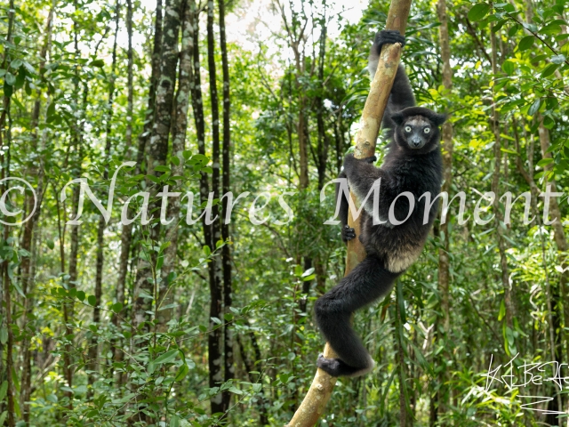 Indri Lemur, Palmarium Reserve - Wild Stare