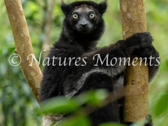 Indri Lemur, Palmarium Reserve - Portrait
