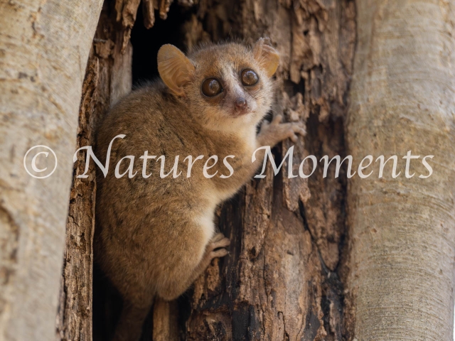 Grey Mouse Lemur, Kirindy Reserve
