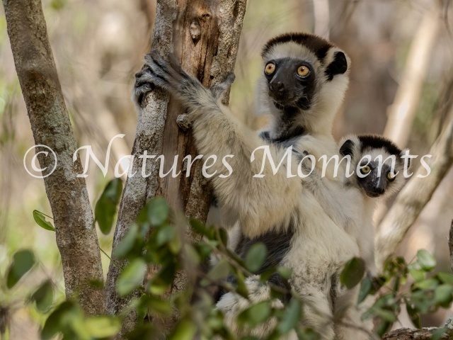Verreaux's Sifaka Lemur - Mother and Infant