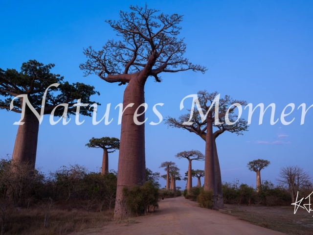 Baobab Avenue, Marofototra