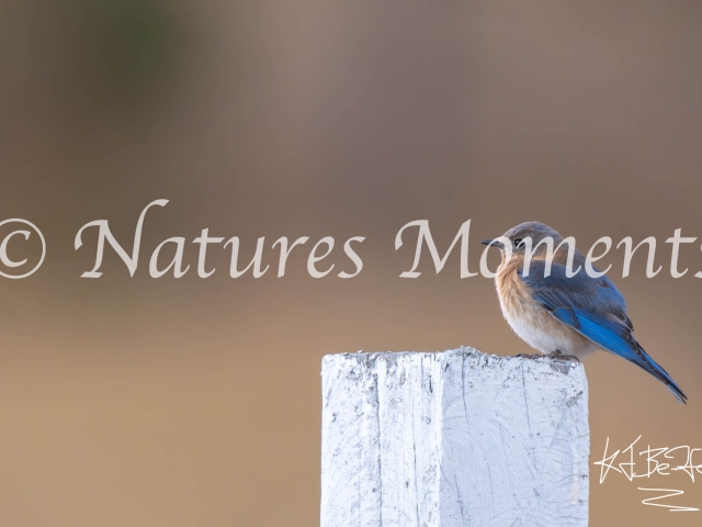 Eastern Bluebird, Huehuetenango