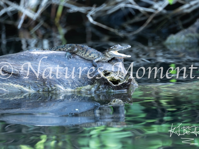 Crocodile, Laguna del Tigre National Park
