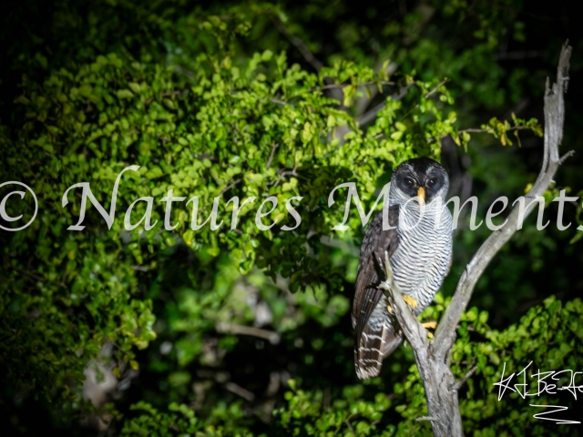Black and White Owl, Laguna del Tigre National Park