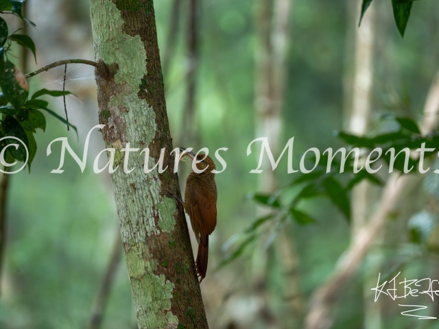 Northern-barred Woodcreeper, Tikal National Park