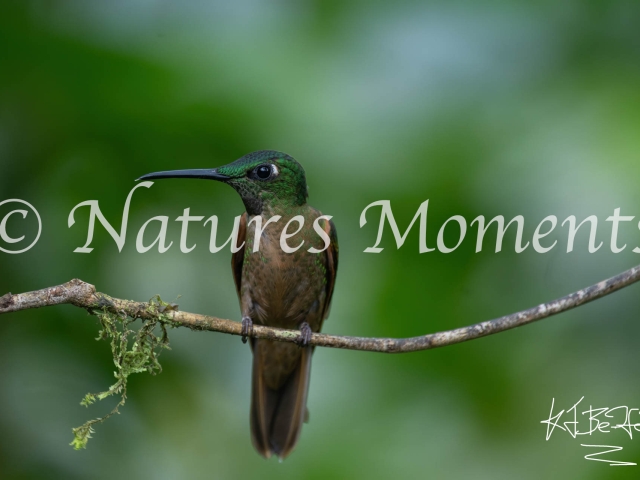 Buff-tailed Coronet Hummingbird, Sat on a Perch