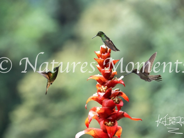 Trio of Hummingbirds on Red Flower