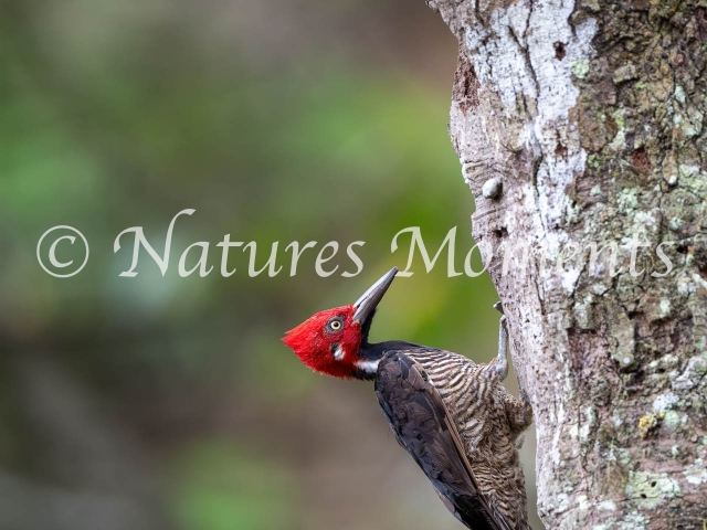 Guayaquil Woodpecker, Pichincha