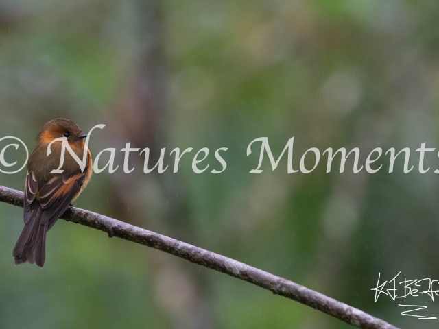 Cinnamon Flycatcher, Bellavista Reserve