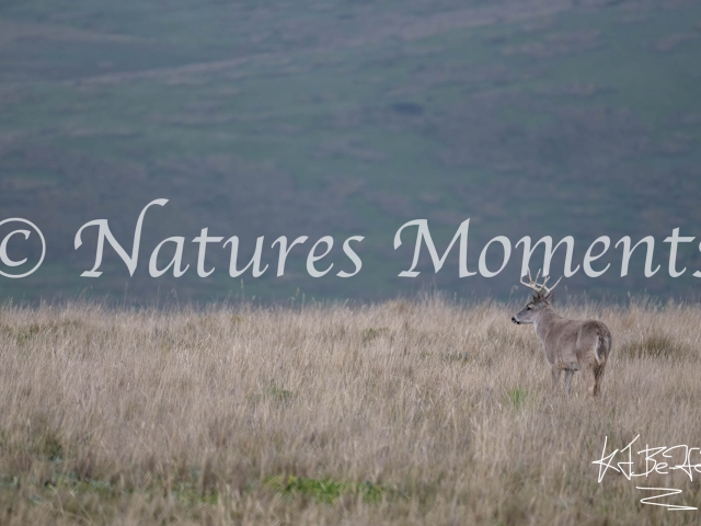 White Tailed Deer, Antisana National Park