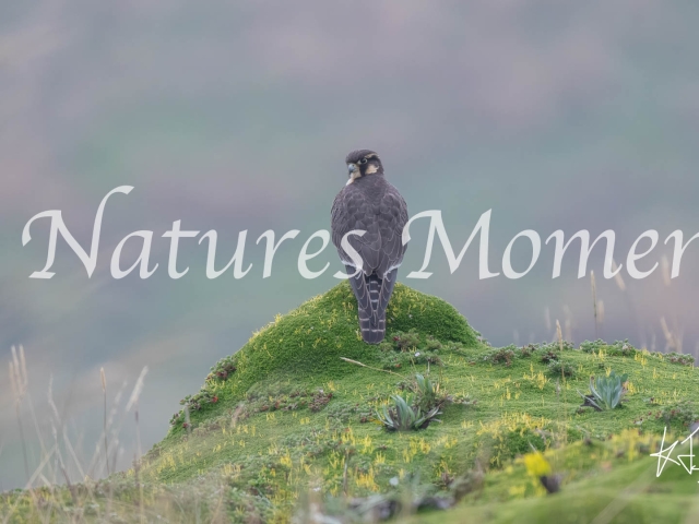 Aplomado Falcon, Antisana National Park - Sitting on a Mound