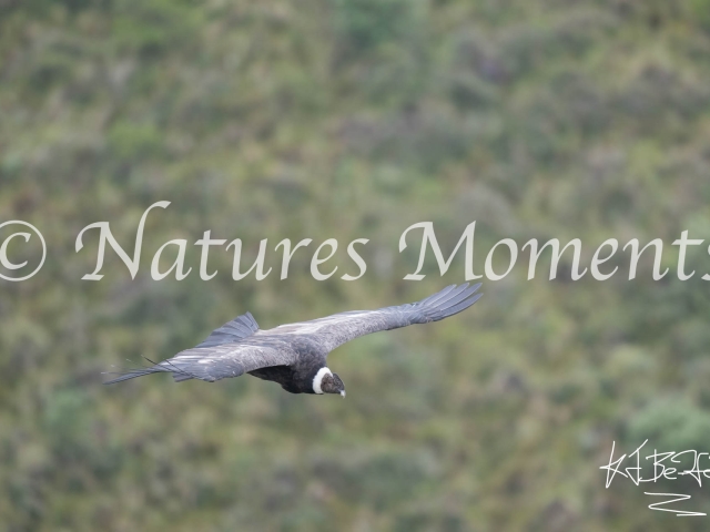 Andean Condor, Antisana National Park - Sub adult