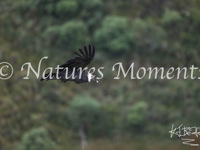 Andean Condor, Antisana National Park - Mature Male