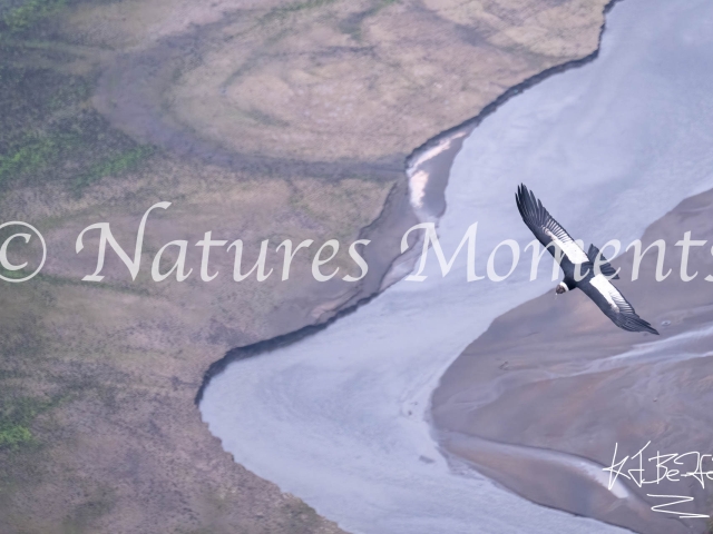 Andean Condor, Antisana National Park - Flying High