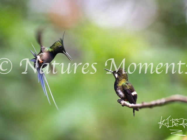 Wire-crested Thorntail, Wild Sumaco - Courting Display