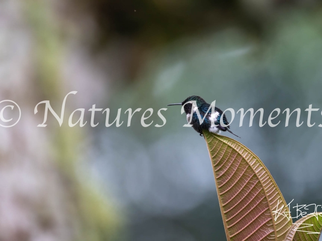 Gorgeted Woodstar, Wild Sumaco - Perched on Leaf