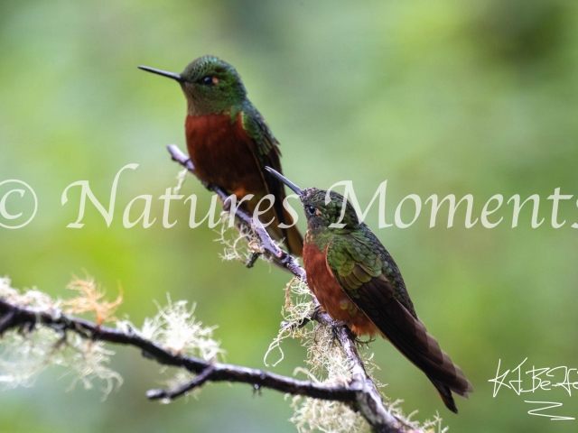 Chestnut-breasted Coronet, Guango Lodge - Twos Company