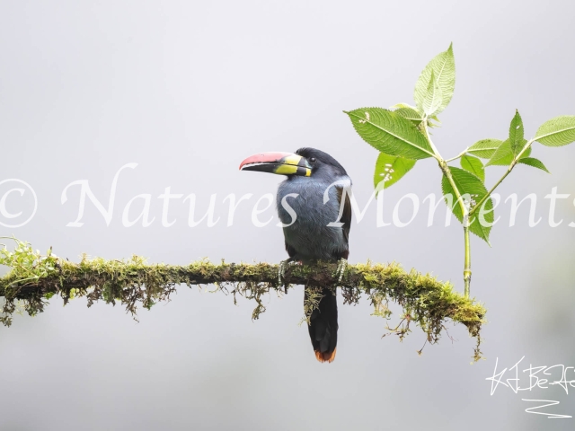 Grey-breasted Mountain Toucan, On a Perch
