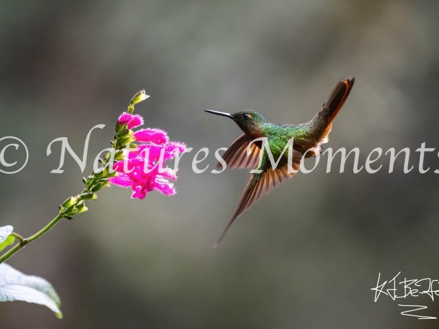 Buff-tailed Coronet Hummingbird, Nectar from Flower