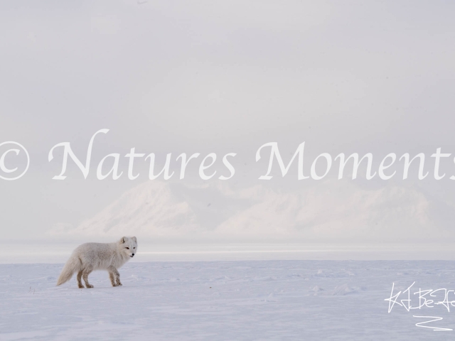 Arctic Fox - White Landscape