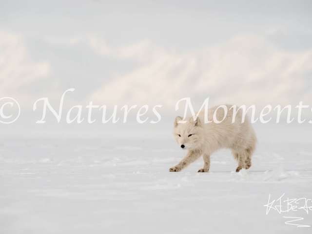 Arctic Fox - Watching
