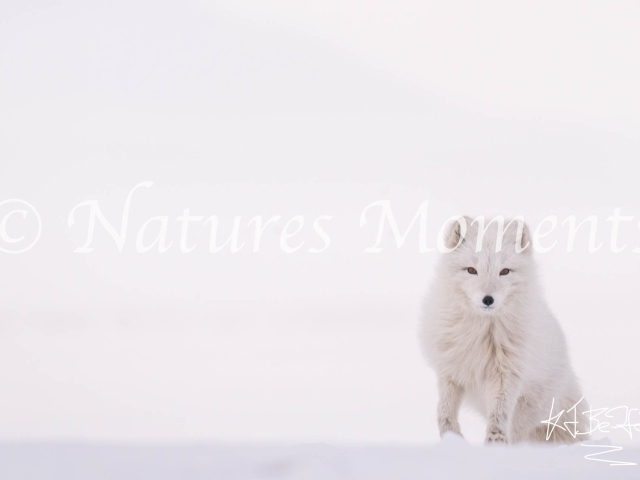 Arctic Fox - Beautiful Coat