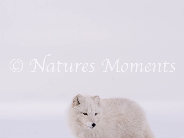 Arctic Fox - Pure White