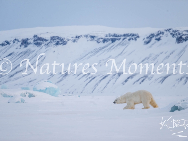 Polar Bear - Movng Swiftly