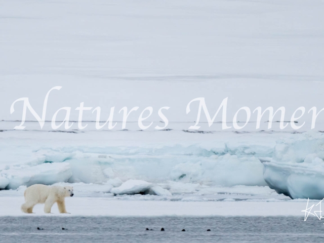 Polar Bear - Snow Landscape
